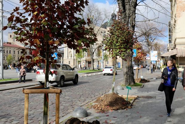 На проспекті Свободи у Львові висадили клени-явори.