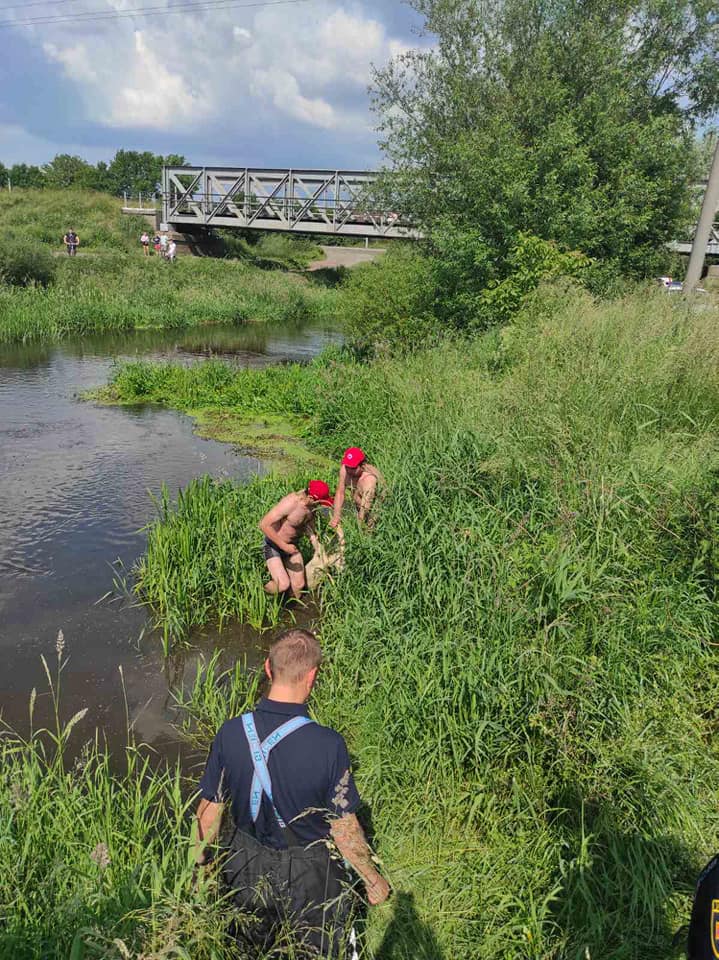 Водолази дістали з річки у Червонограді тіло 14-річного хлопчика. Фото: Центральна рятувально-водолазна служба Львівської області.