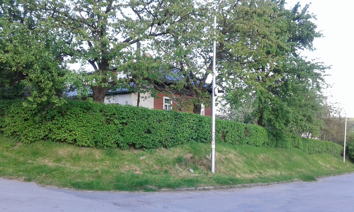 Живопліт у Трускавці. Фото: Lviv.depo.