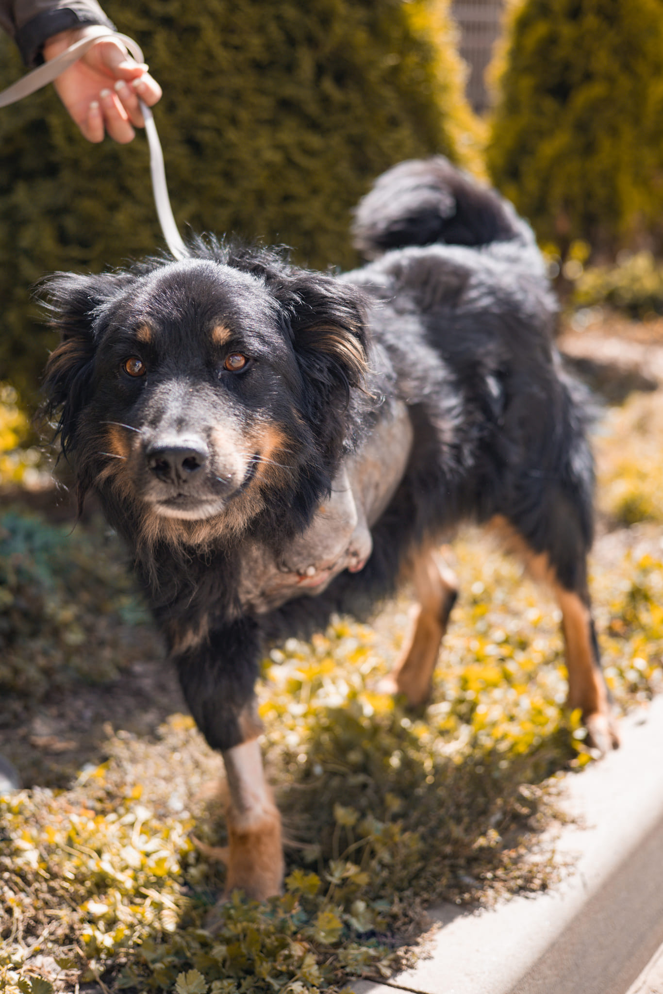 Трилапий собака Каштан зі Львова не втрачає надії знайти свою сім'ю.