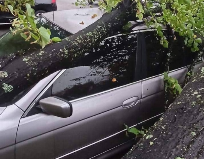На Сихові у Львові на автомобіль впало дерево.