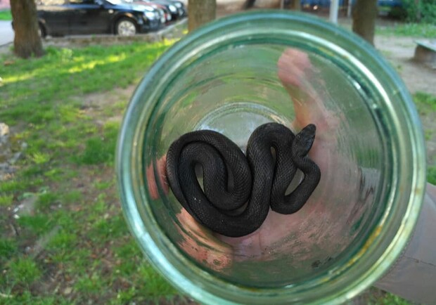 Фото: Андрій Кийко.