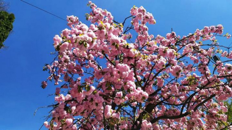 Сакури на вулиці вулиці Туган-Барановського у Львові.