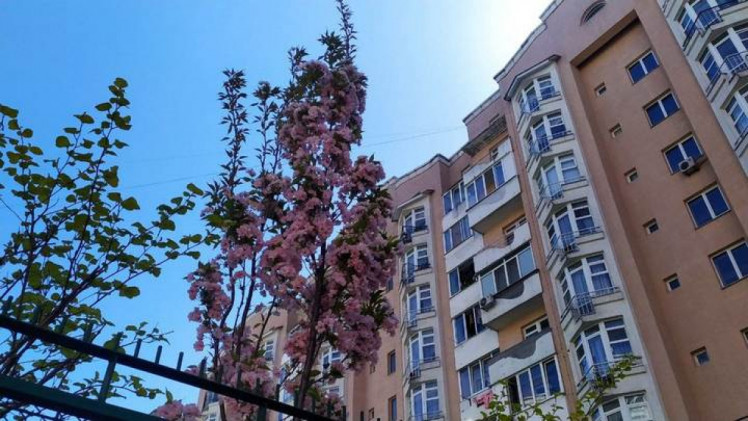 Сакури на вулиці Плуговій у Львові.