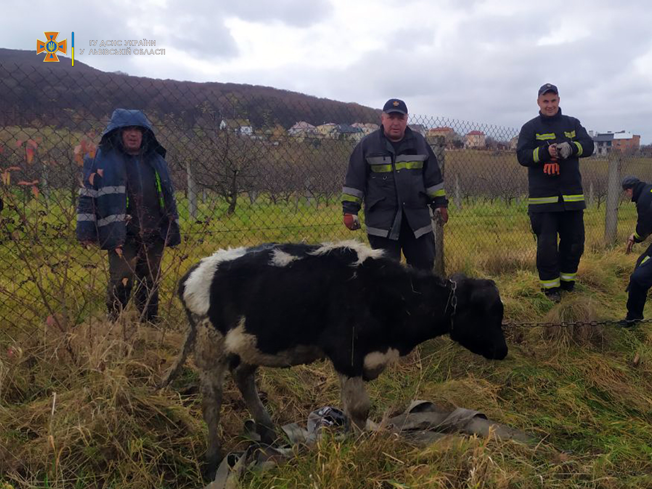 Рятувальники з Винників дістали з колодязя теля, яке не могло самостійно вибратися. Фото: lv.dsns.gov.ua.