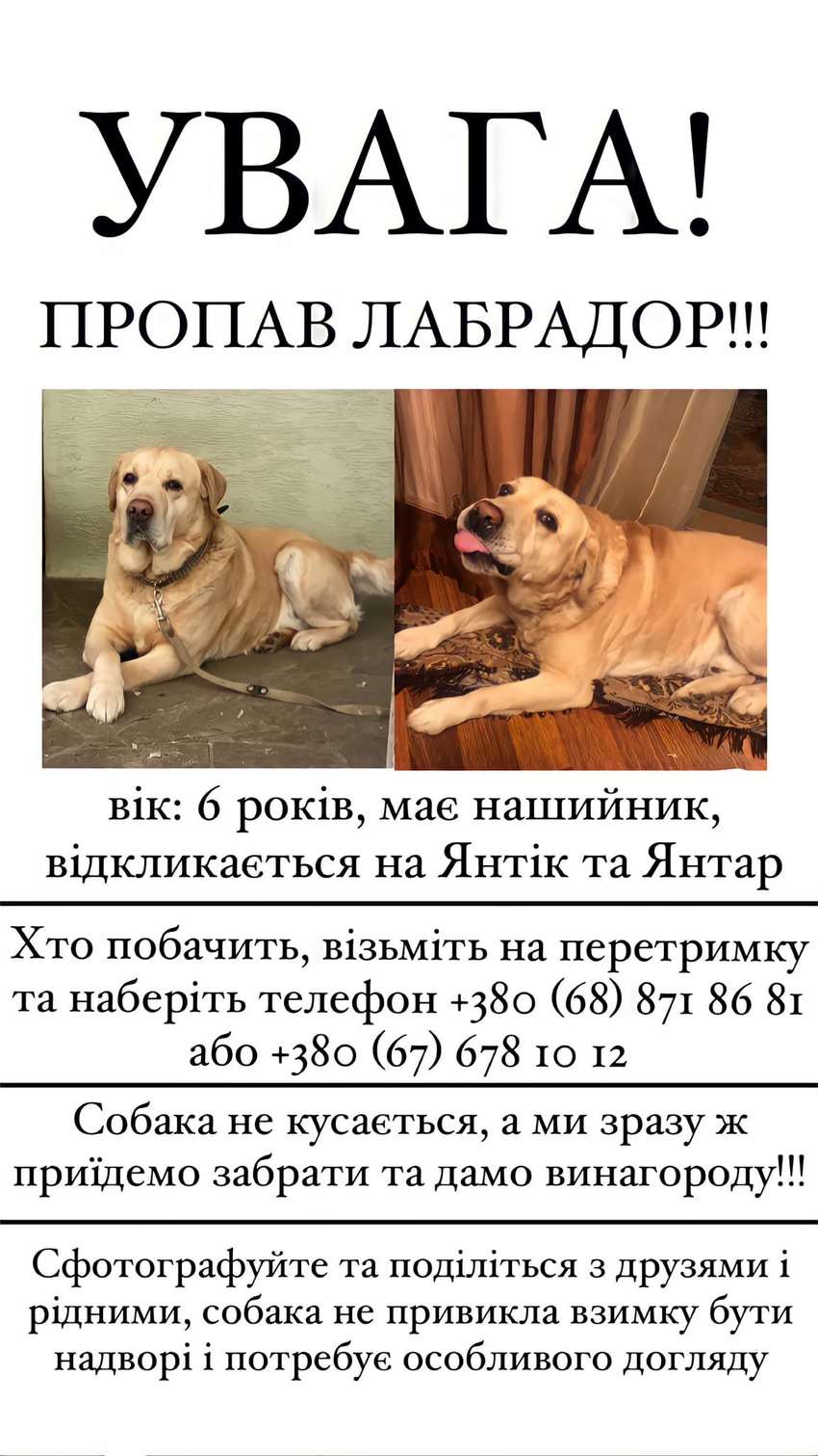 Просять повернути за винагороду: у Львові пропав лабрадор Янтік.