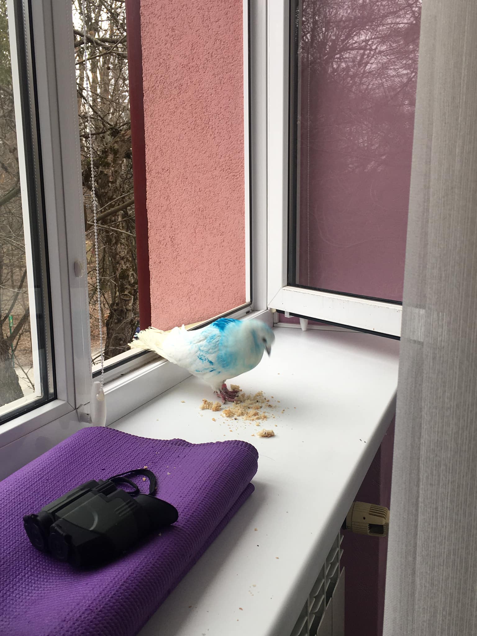 У Львові розшукують власника блакитного голуба.