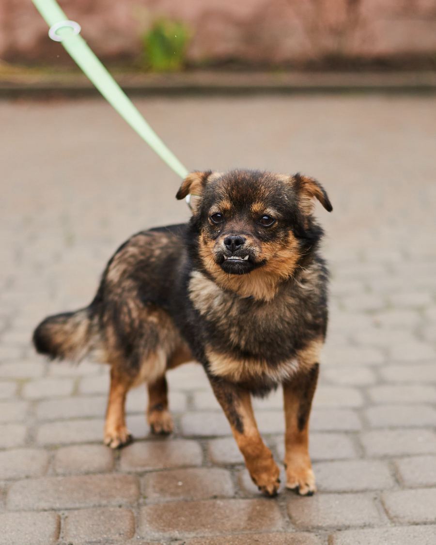 Диваннний песик Боб шукає серед львів'ян люблячих господарів  фото 1