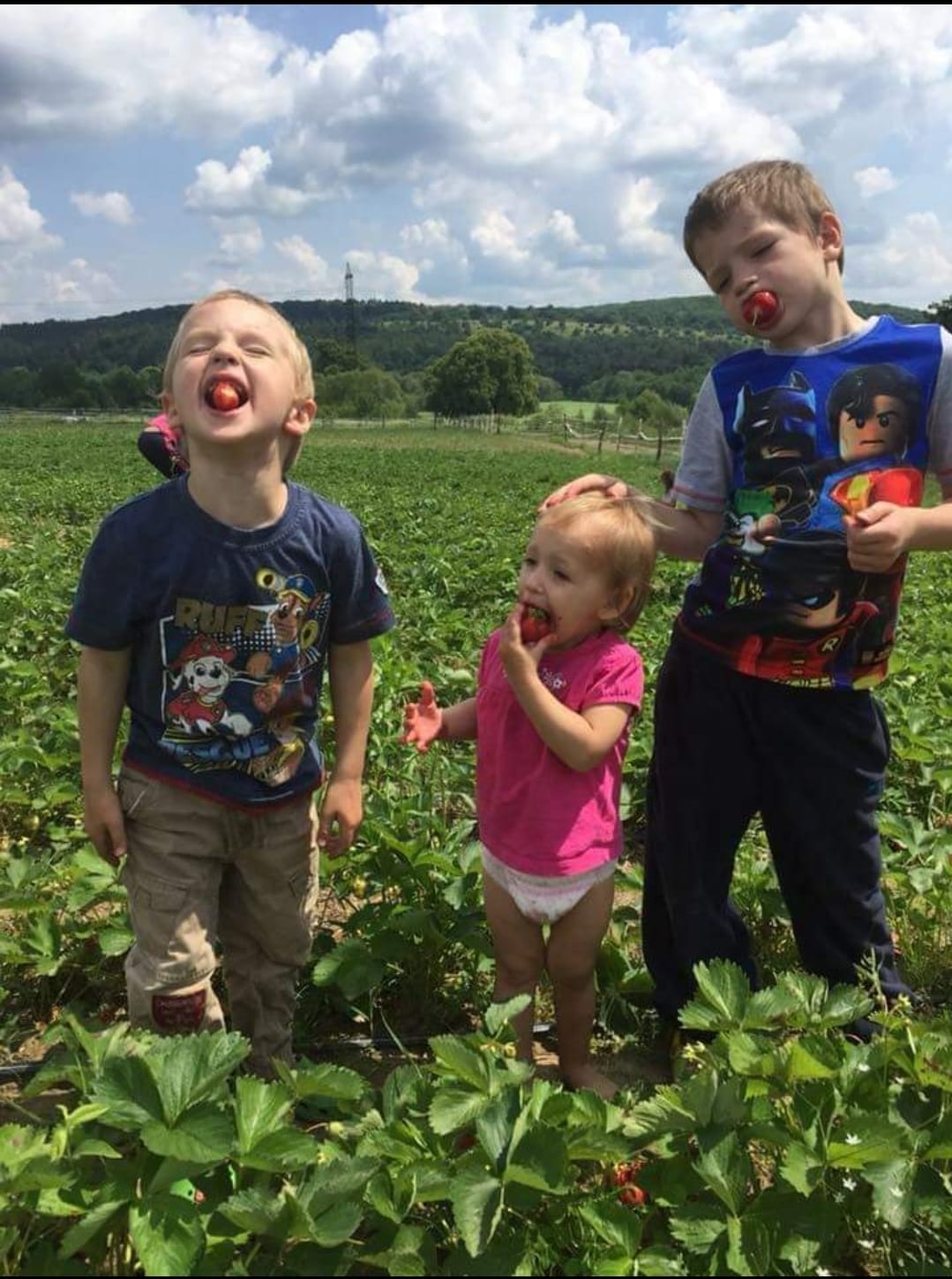 Де біля Львова можна позбирати полуницю і яка ціна.