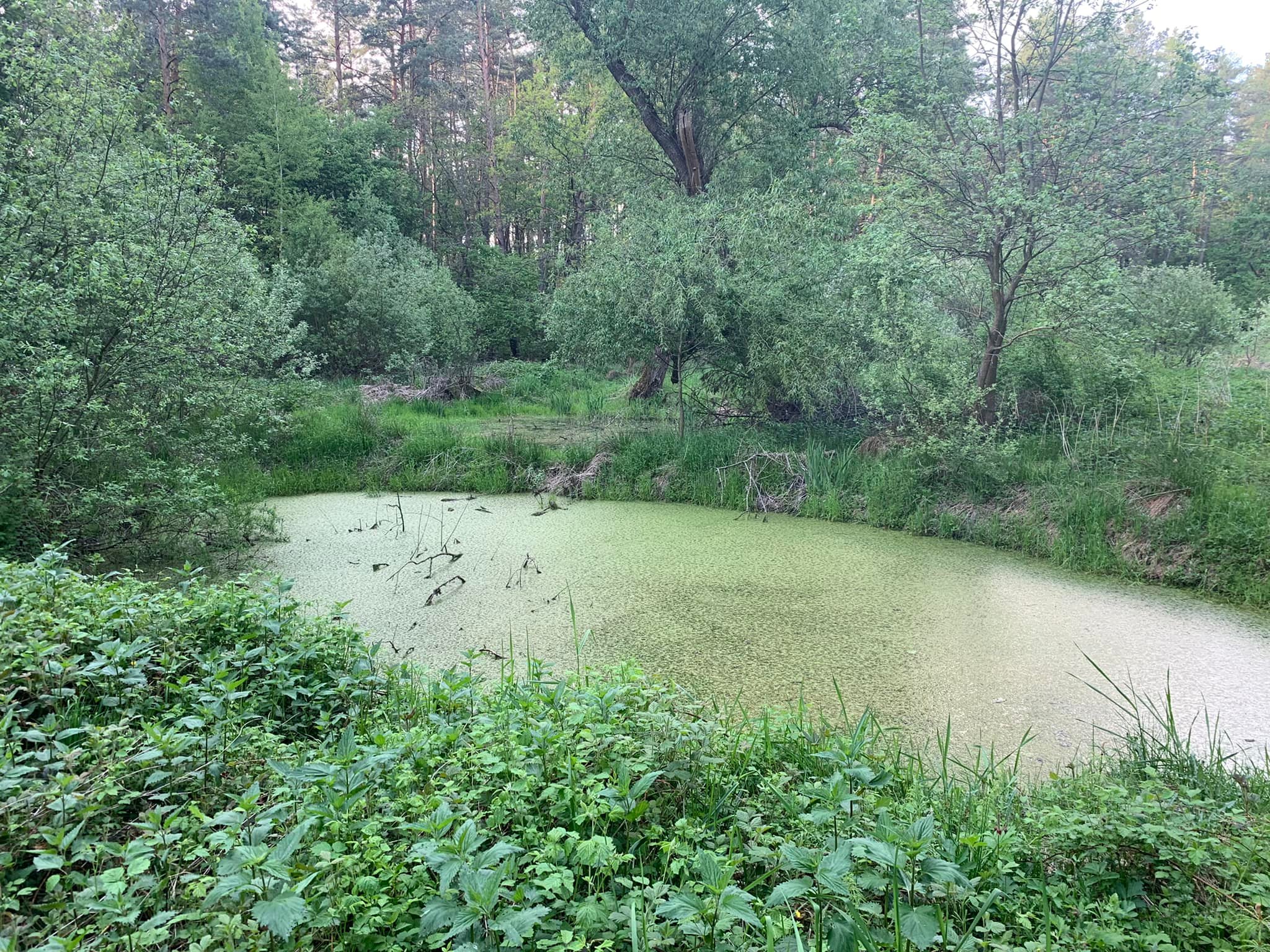 Біля Львова з'явиться притулок для тварин.