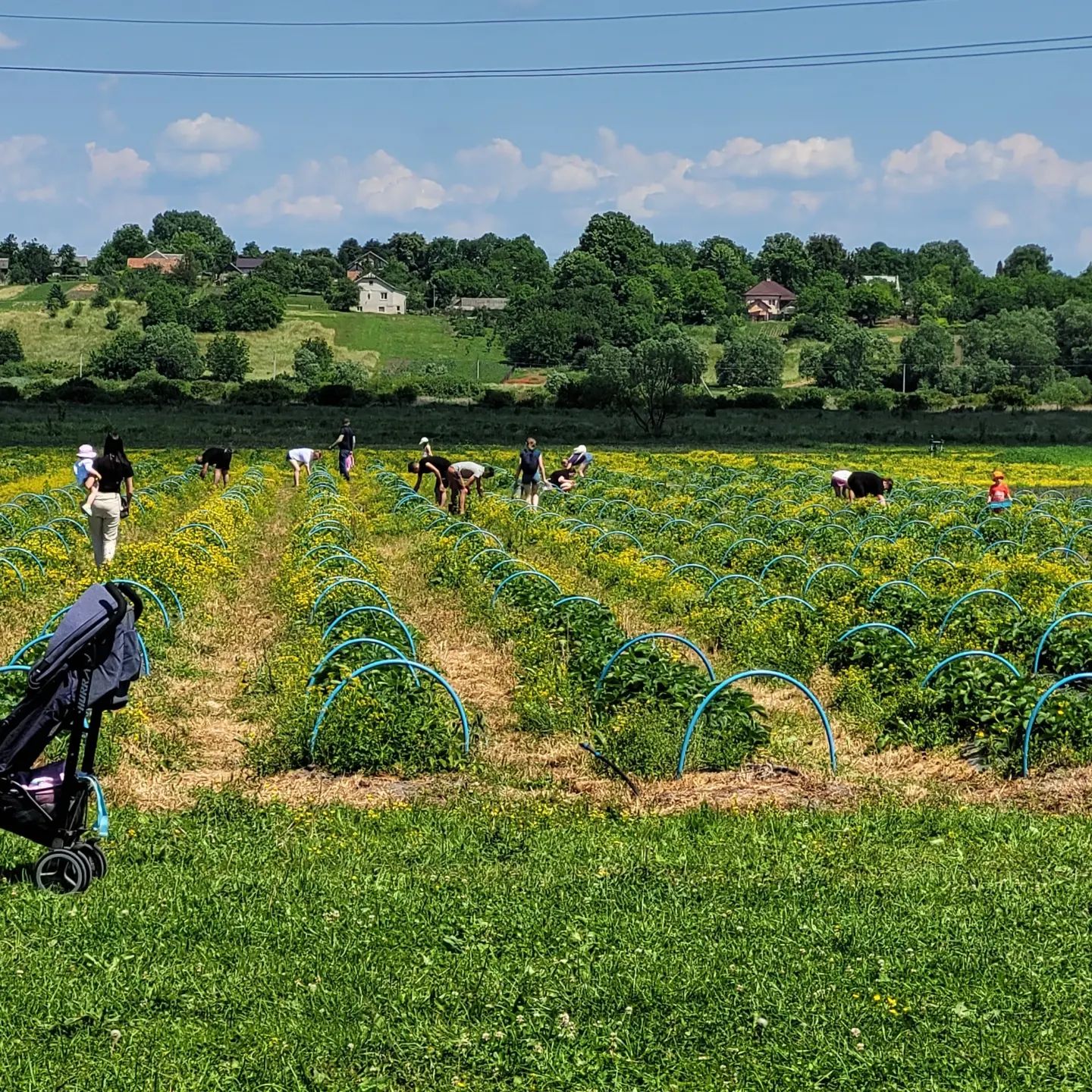 Львів'ян запрошують на збирання полуниці – ціна.