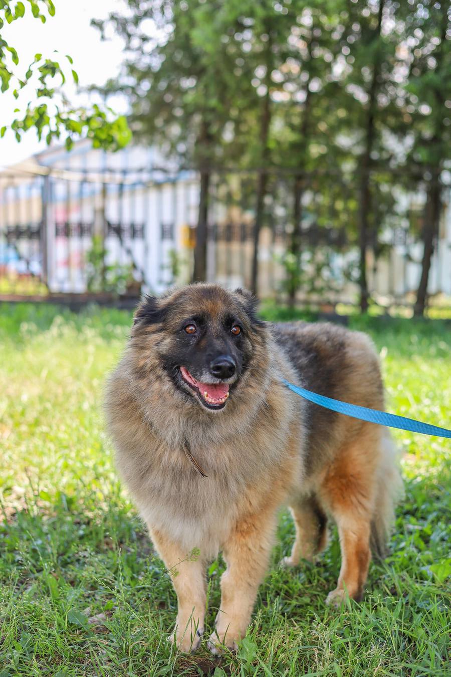 Кудлата Белла зі Львова чекає на господарів.