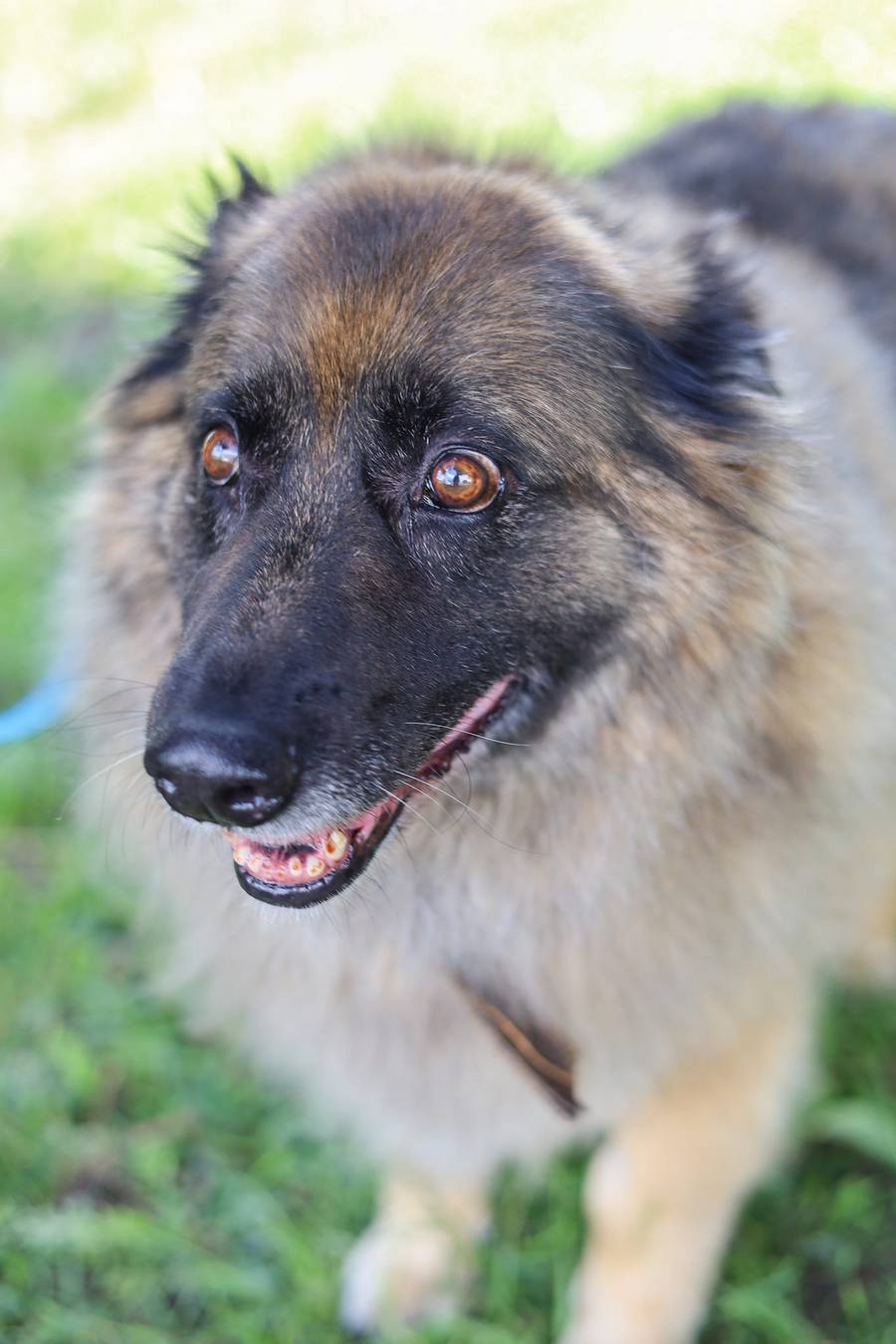 Кудлата Белла зі Львова чекає на господарів.