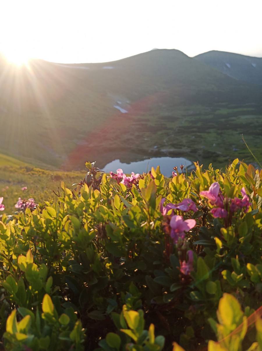 У Карпатах заквітла червона рута.