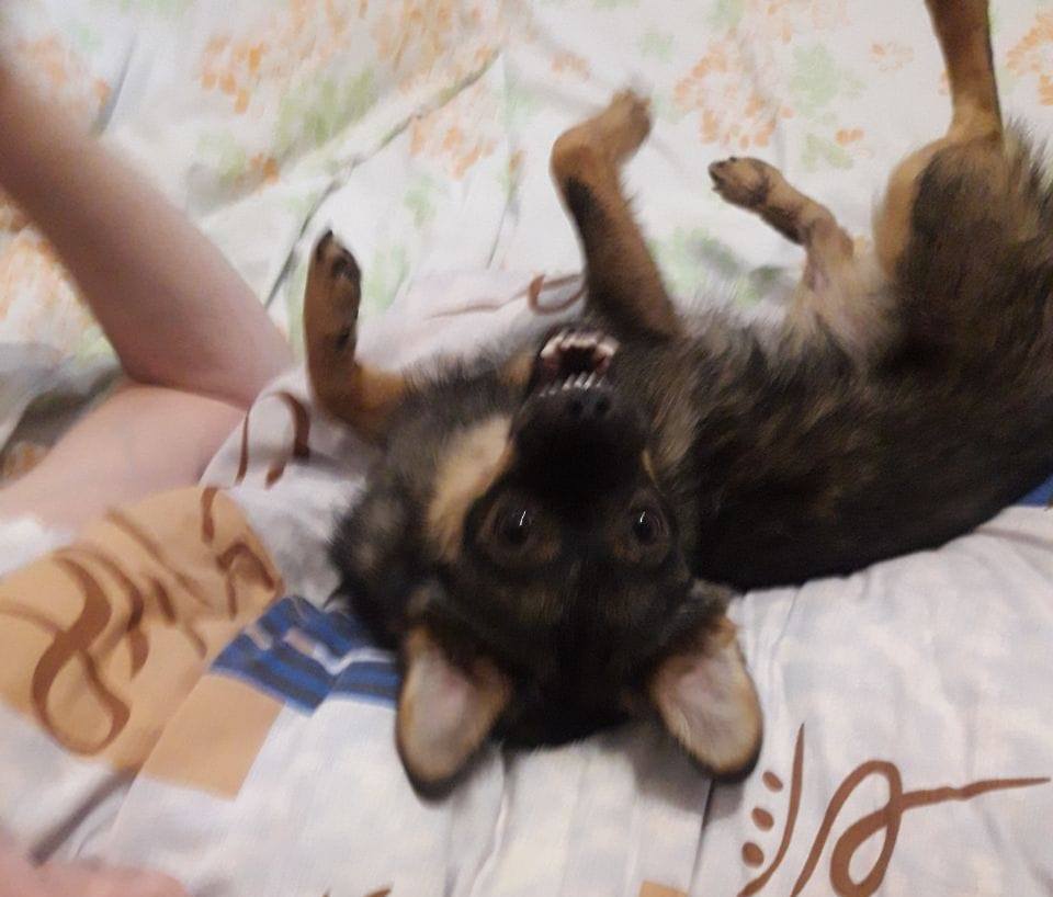 Малюк Боб із львівського притулку для тварин дочекався своєї людини.