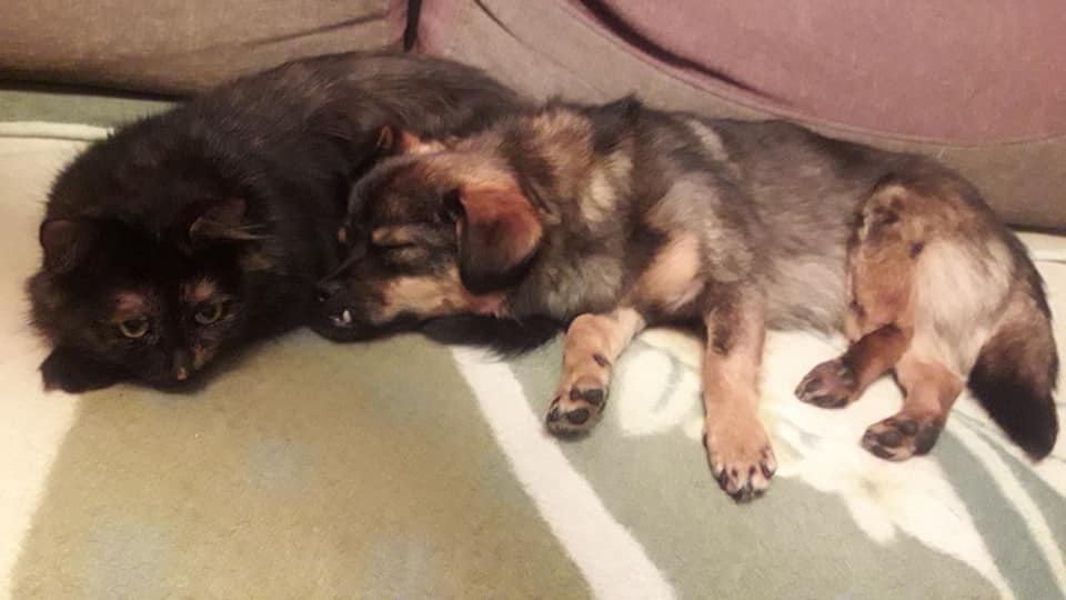 Малюк Боб із львівського притулку для тварин дочекався своєї людини.