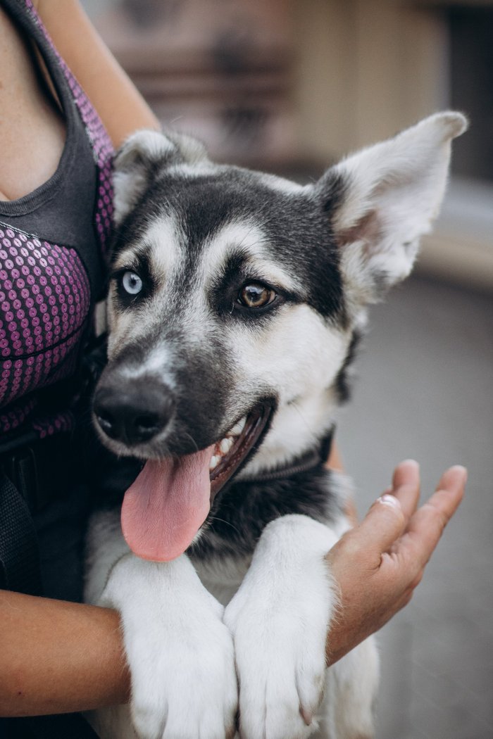 Львівський собака Бро з різнокольоровими очима чекає на господарів.