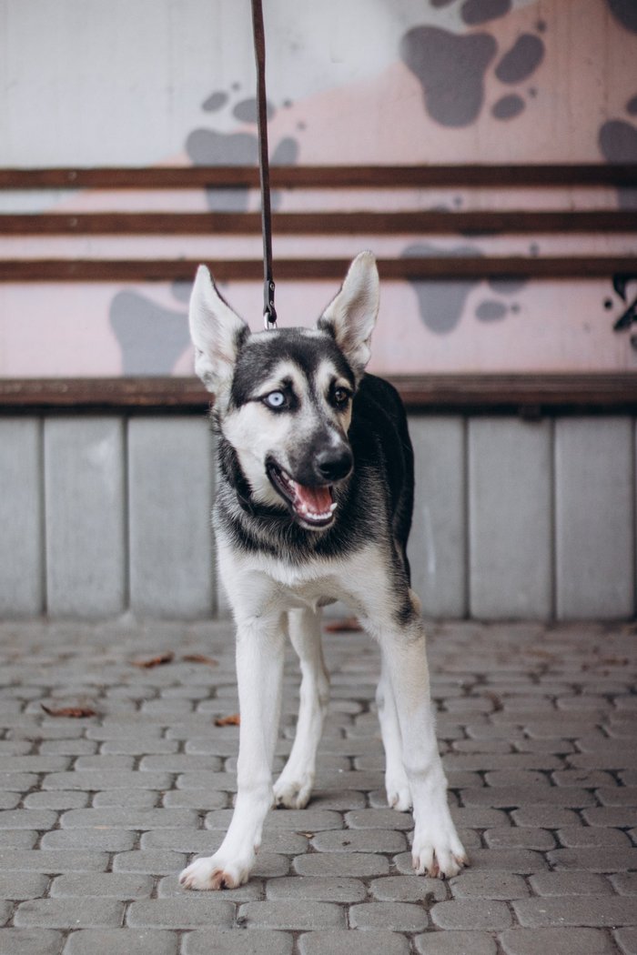 Львівський собака Бро з різнокольоровими очима чекає на господарів.