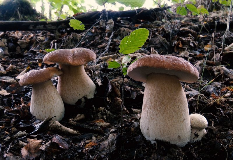 Море грибів: львів’яни публікують фото з «тихого полювання».