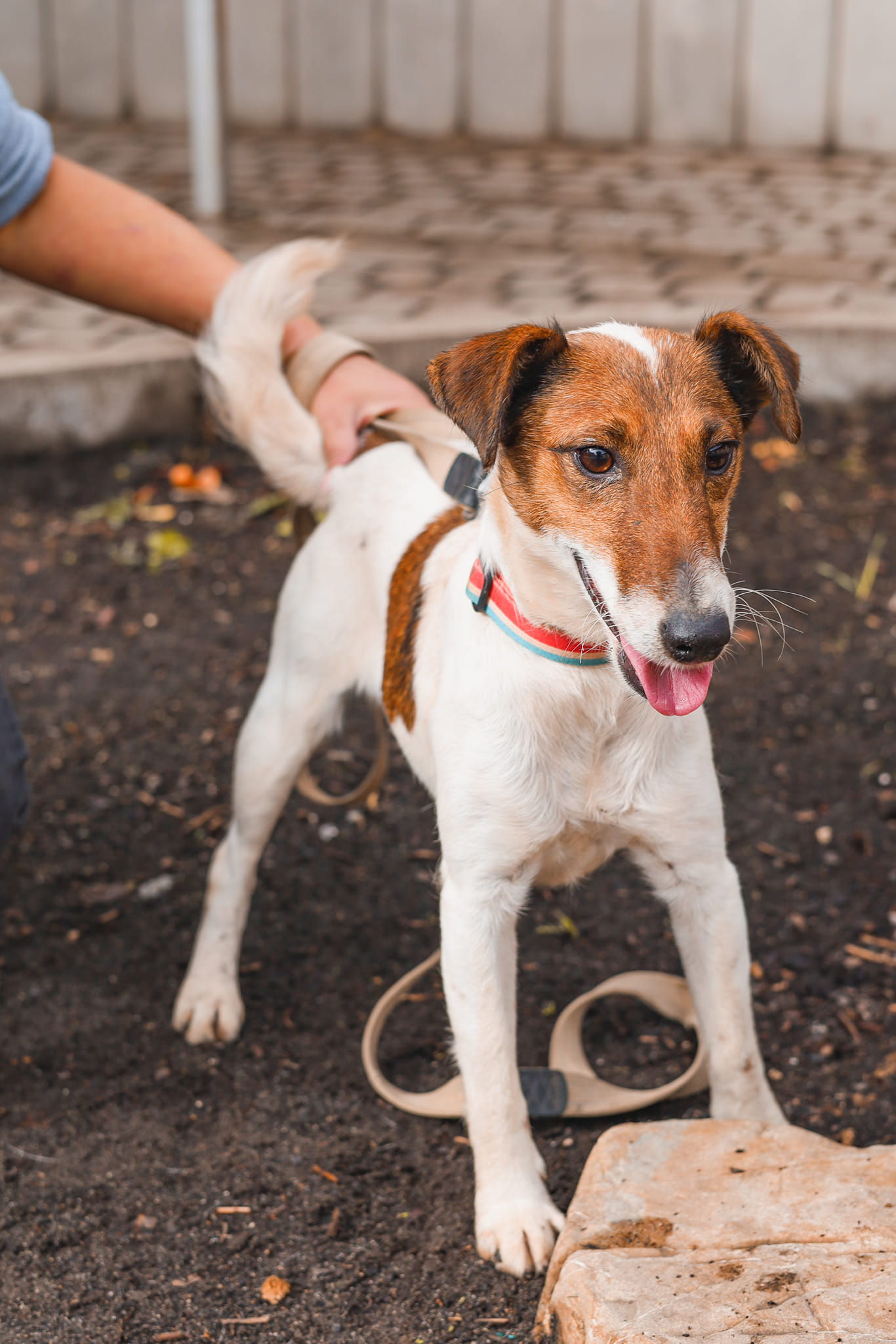 Енергійна Боня з львівського центру адопції чекає на активних господарів.