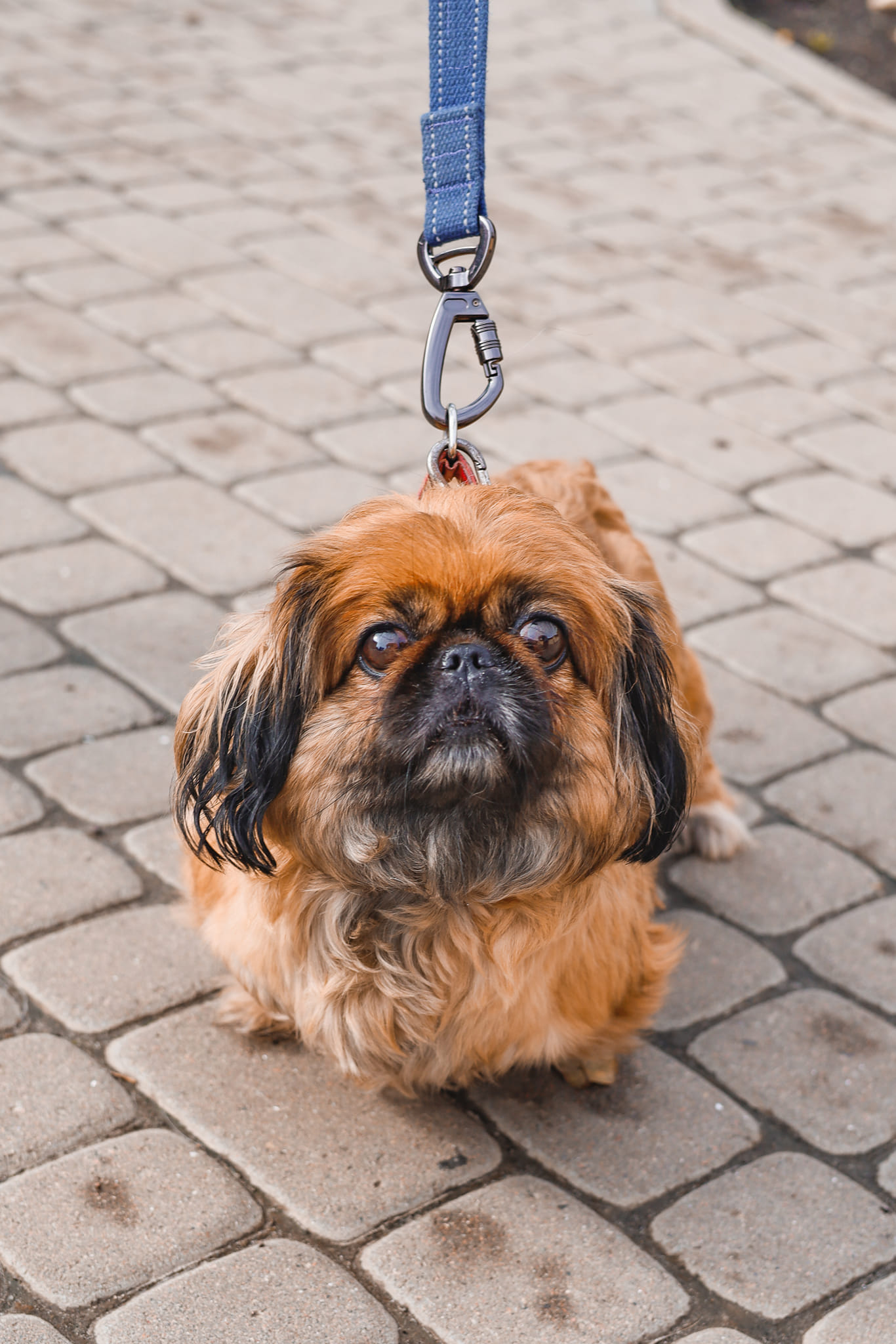 Пікінес Беатріс, яку прив&rsquo;язали до стовпа у Львові й залишили, чекає на "всиновлення".