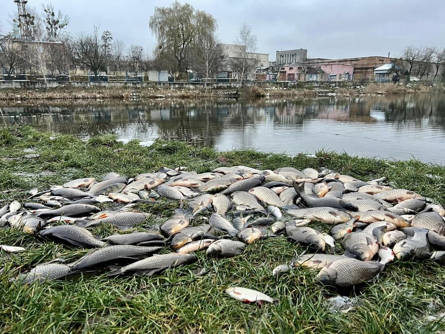 Після спуску води у Піскових озерах у Львові виловили 40 кг риби, рака і черепаху.