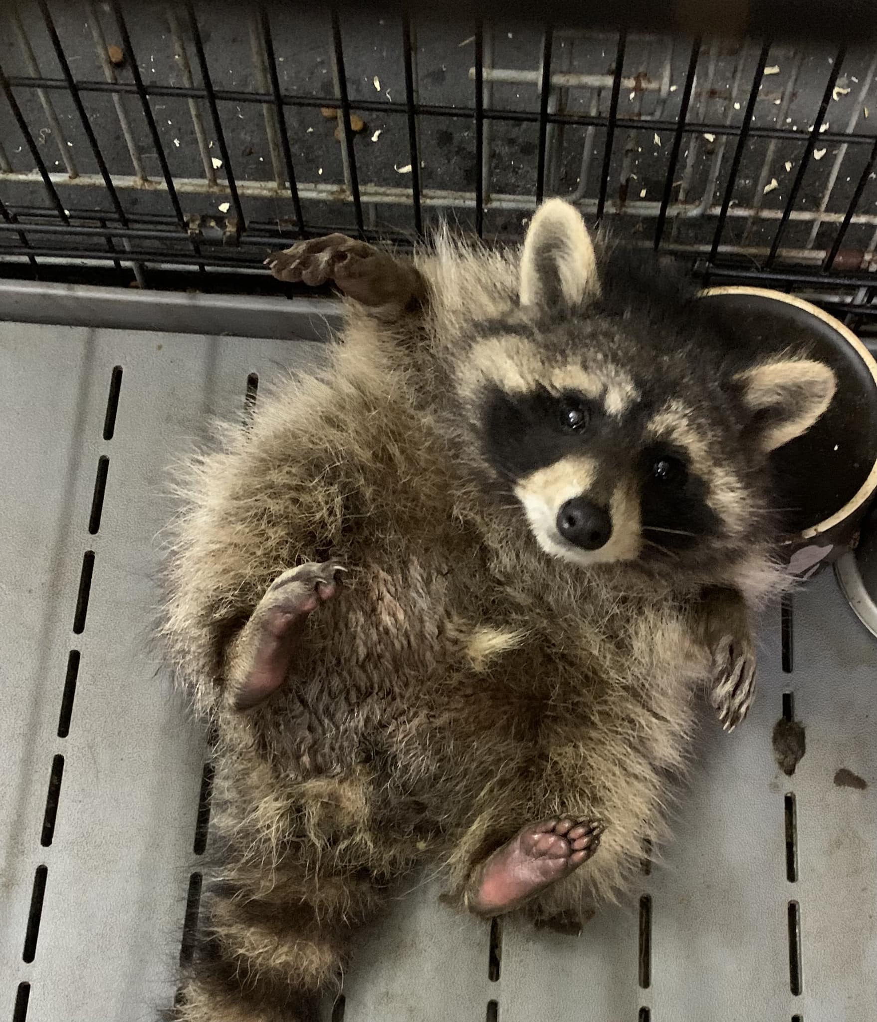 Вулицями Львова блукав єнот, власник якого втік за кордон.