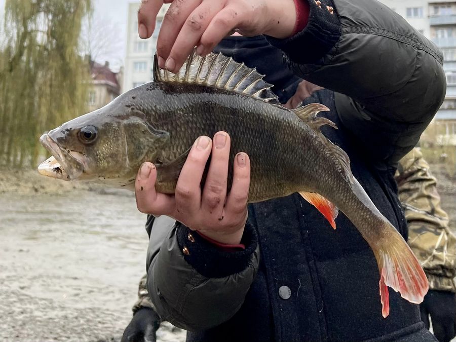 Після спуску води у Піскових озерах у Львові виловили 40 кг риби, рака і черепаху.