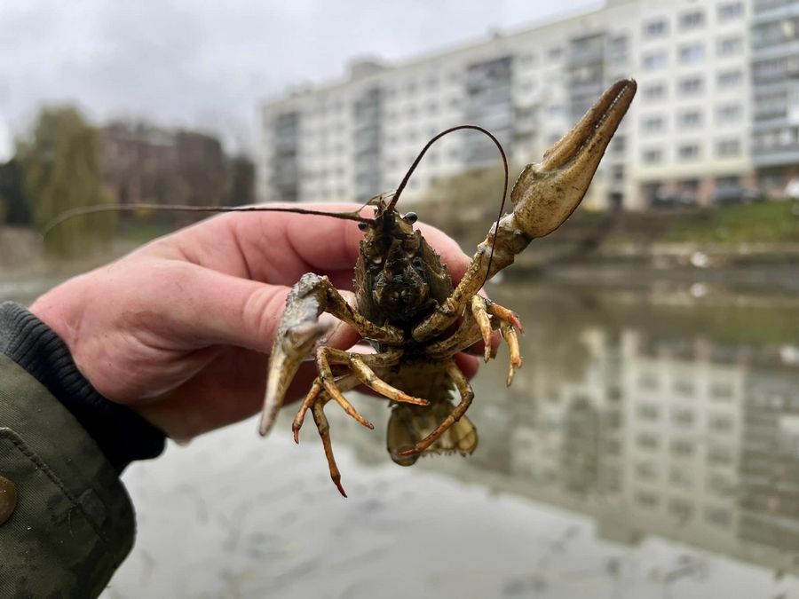 Після спуску води у Піскових озерах у Львові виловили 40 кг риби, рака і черепаху.