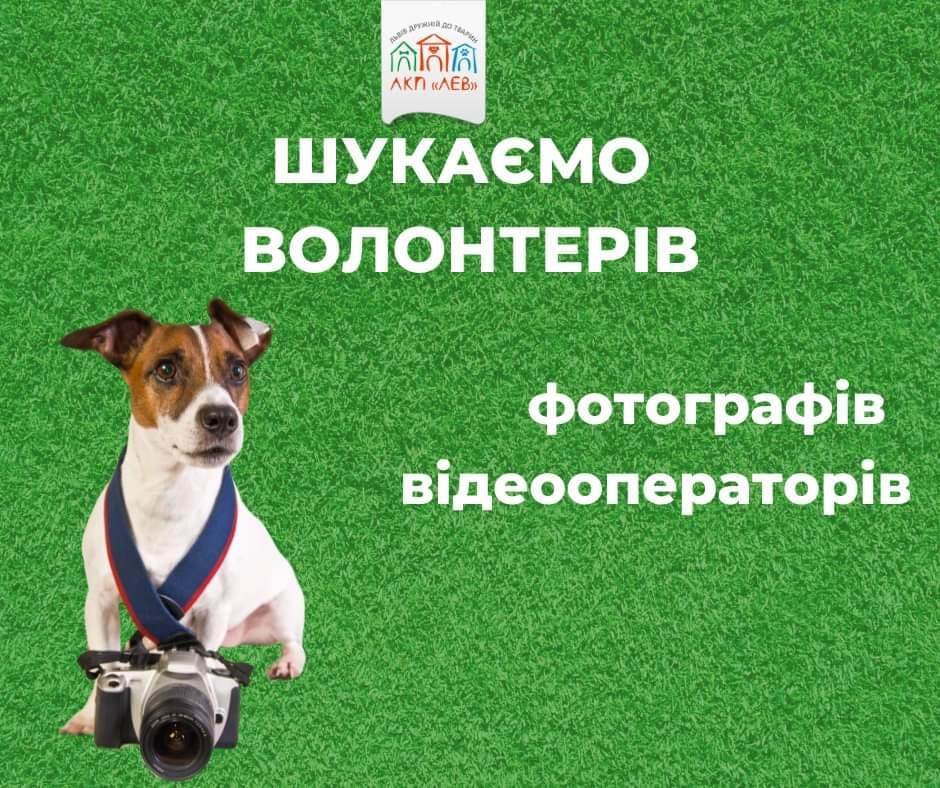 Львівське комунальне підприємство "Лев" шукає фотографів і відеографів для роботи з безпритульними тваринами.
