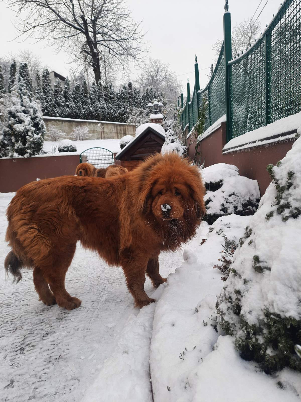 Тибетський мастиф із ЛКП "Лев" дочекався своєї людини — фото з нового помешкання.
