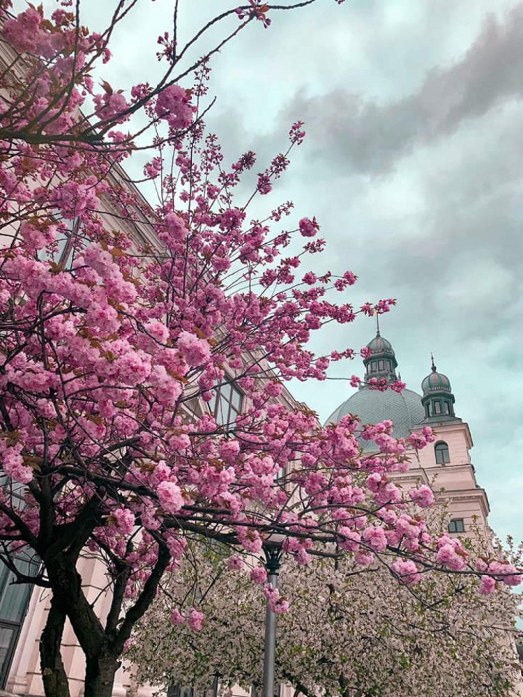 Сакури на площі Двірцевій у Львові.