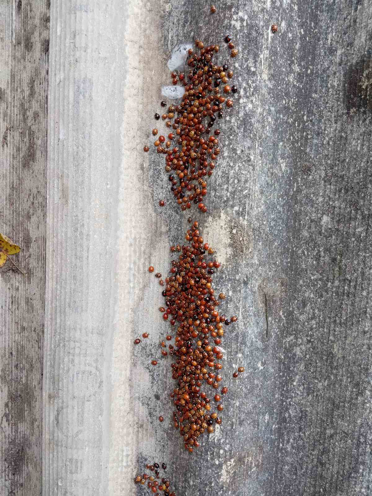 У парк на Львівщину прилетіли на зимівлю тисячі небезпечних сонечок.