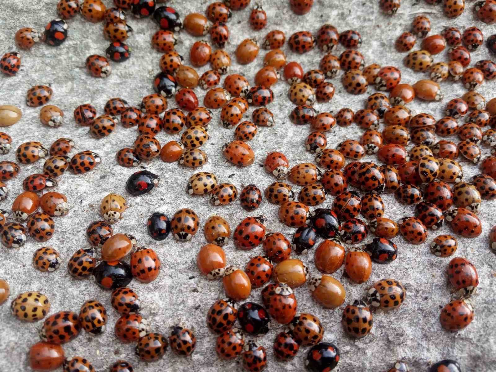 У парк на Львівщину прилетіли на зимівлю тисячі небезпечних сонечок.