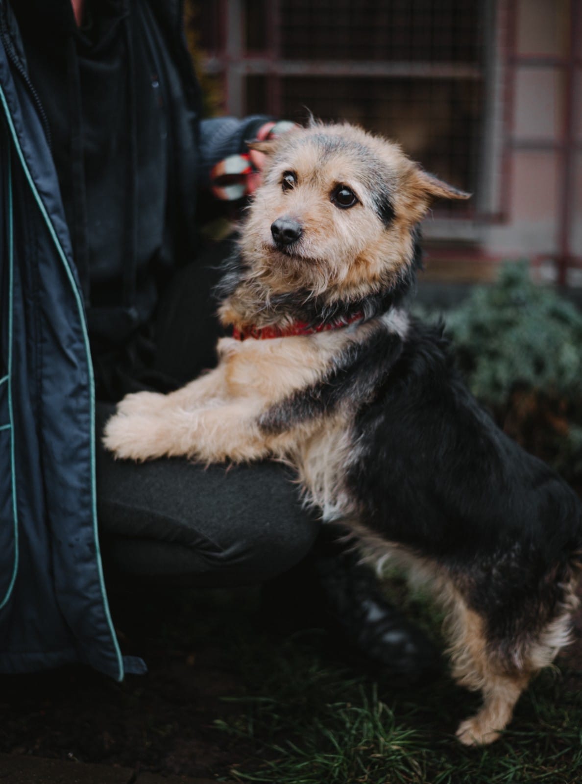 Маленький собака Люсі, знайдений у Львові з повідком, чекає на "всиновлення".