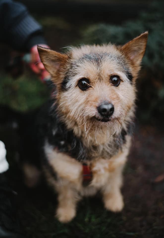 Маленький собака Люсі, знайдений у Львові з повідком, чекає на "всиновлення".
