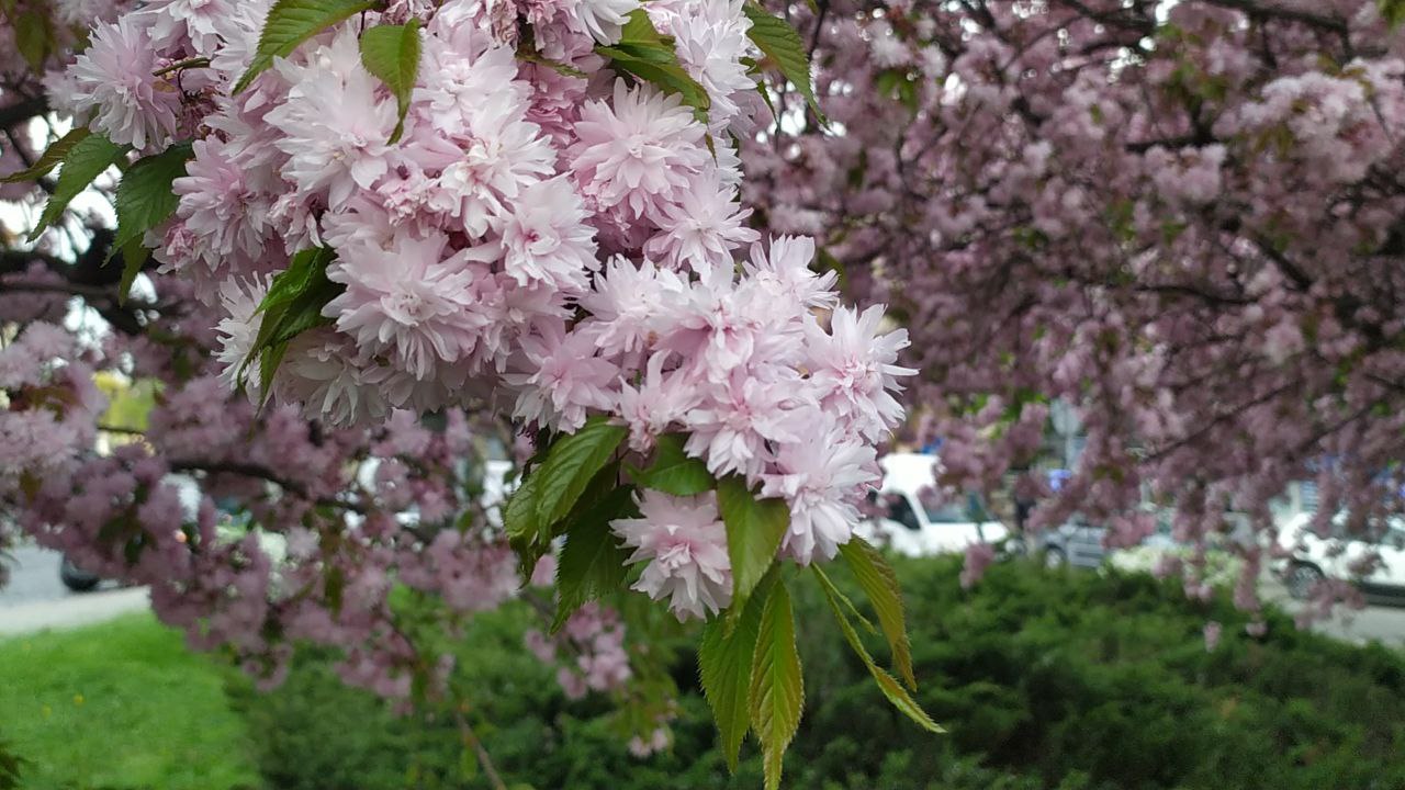 У Львові розпочався сезон цвітіння саку.
