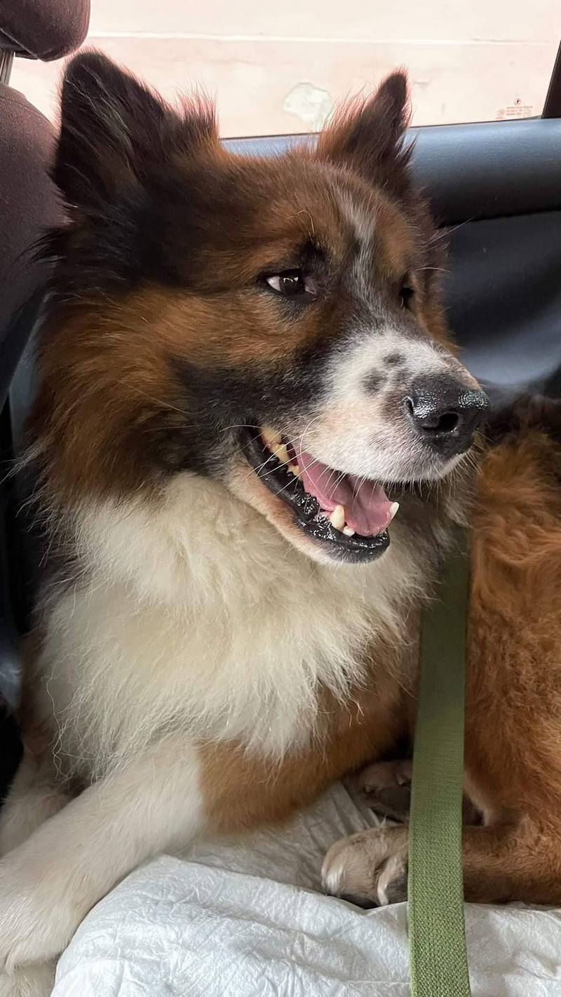 Джейк (він же Барні) після "всиновлення".