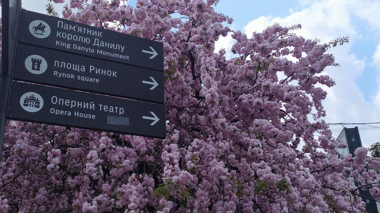У Львові розпочався сезон цвітіння саку.