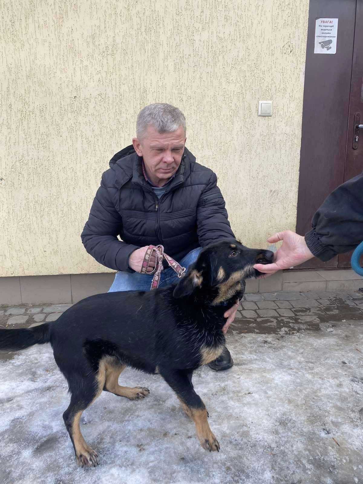 За два тижні 14 львівських бездомних котів і собак знайшли нові родини — фото щасливців.
