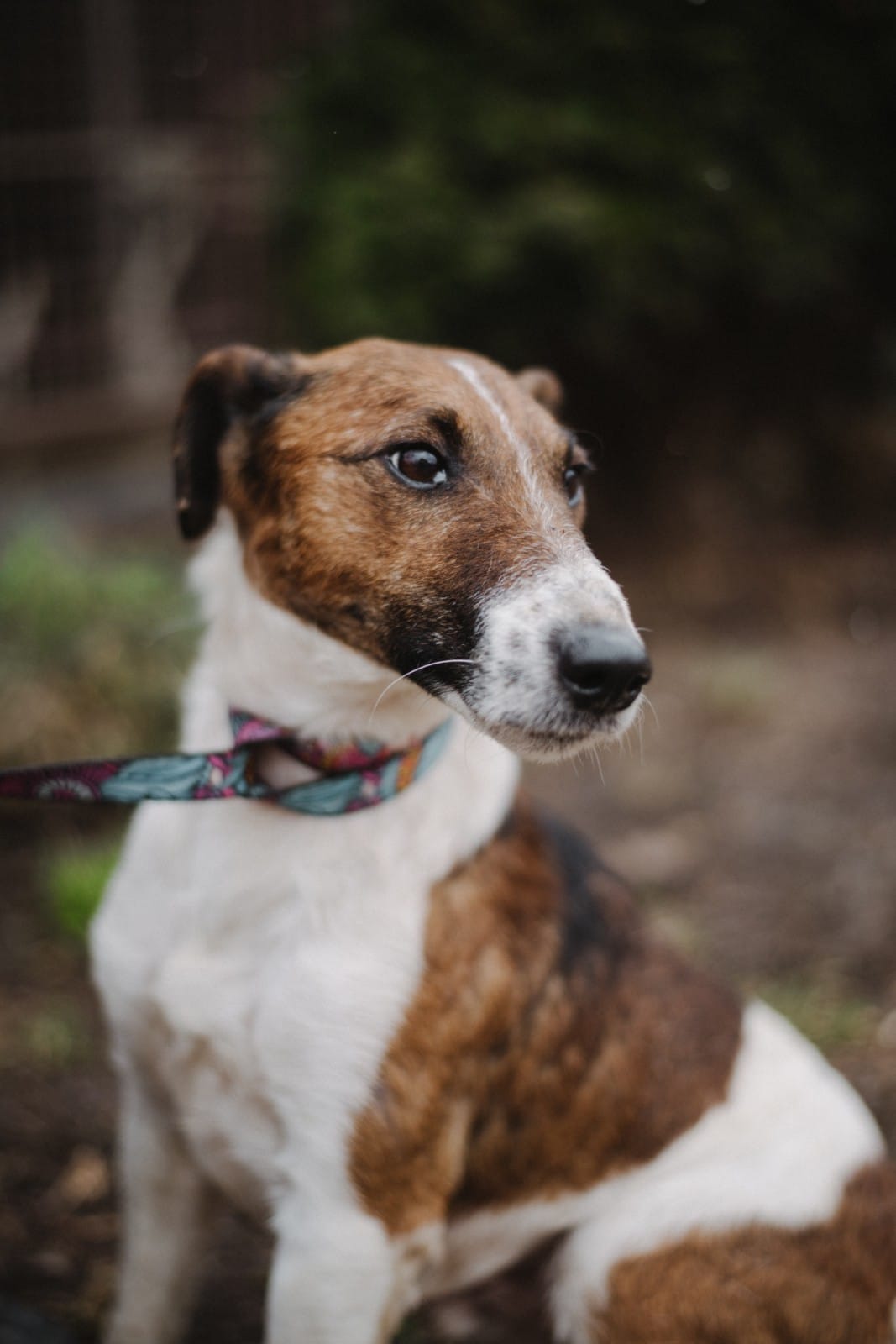 Собака Живчик зі Львова чекає на "всиновлення".