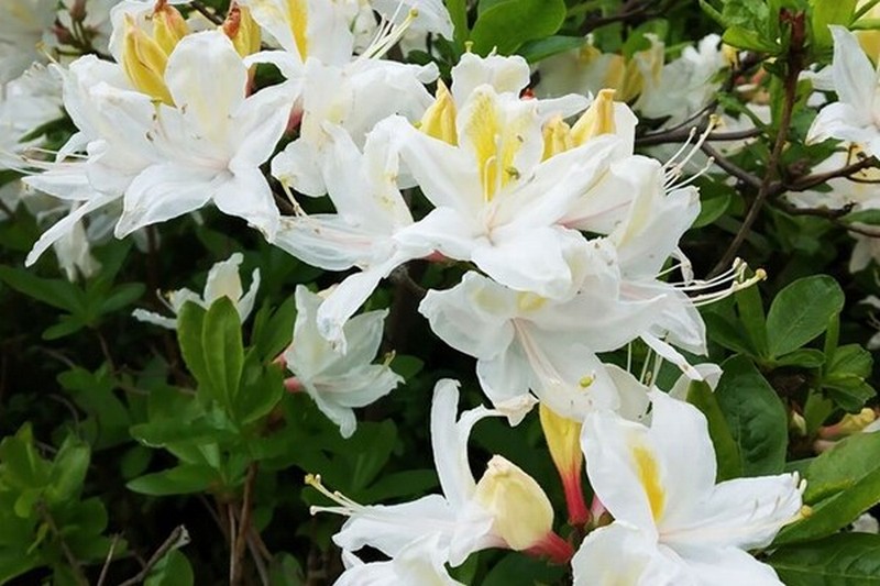 У травні у Львові квітне одна з найбільших колекцій рододендронів в Україні.