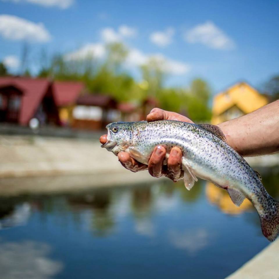 Форельники Львівської області, де завжди клює риба: локації та ціни. Фото: Хата рибака/Фейсбук