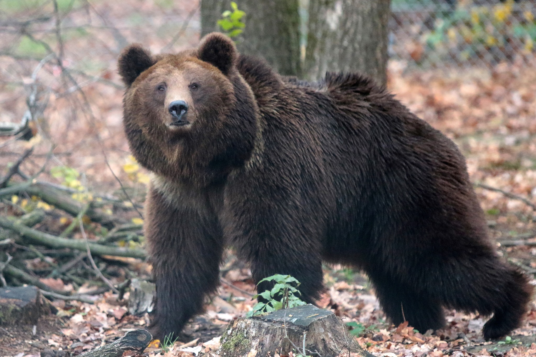 "Домажир" має на меті допомагати ведмедям, рятуючи їх із притравлювальних станцій, пересувних зоопарків, цирків, готелів та ресторанів. Фото: Домажир.