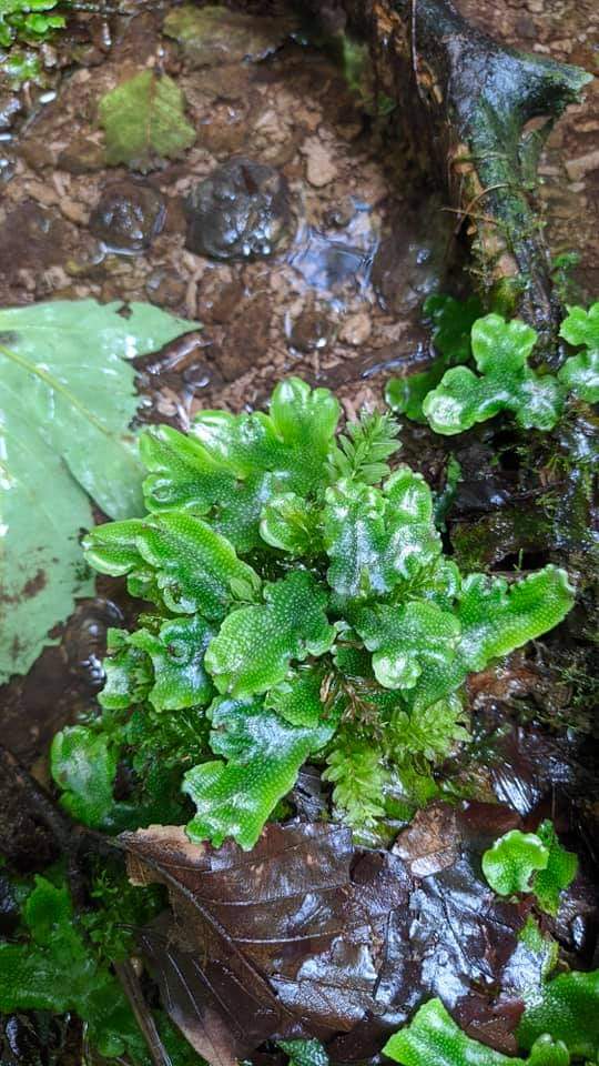 Науковці виявили унікальні травертинові джерела поблизу Львова. Фото: Департамент екології та природних ресурсів Львівської ОДА. 