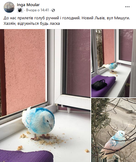 У Львові розшукують власника блакитного голуба.