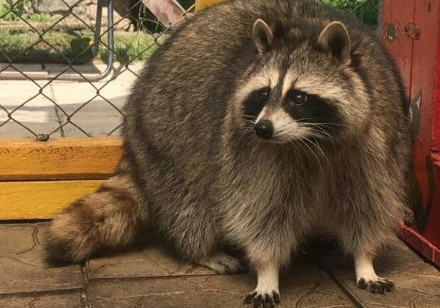 Єнота Лялю знайшли. Фото: Андрій Гервазюк.