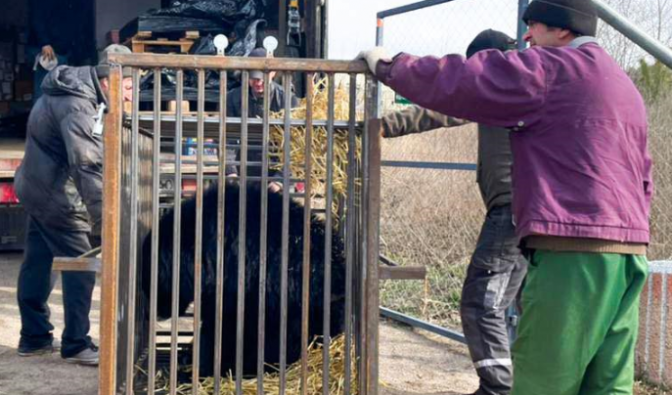 З Києва до Львова евакуювали п'ятьох ведмедів.