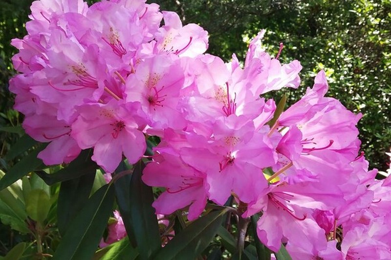 У травні у Львові квітне одна з найбільших колекцій рододендронів в Україні.