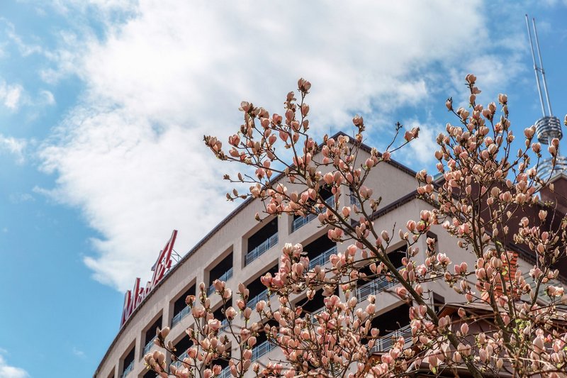 Трускавець - місто магнолій.